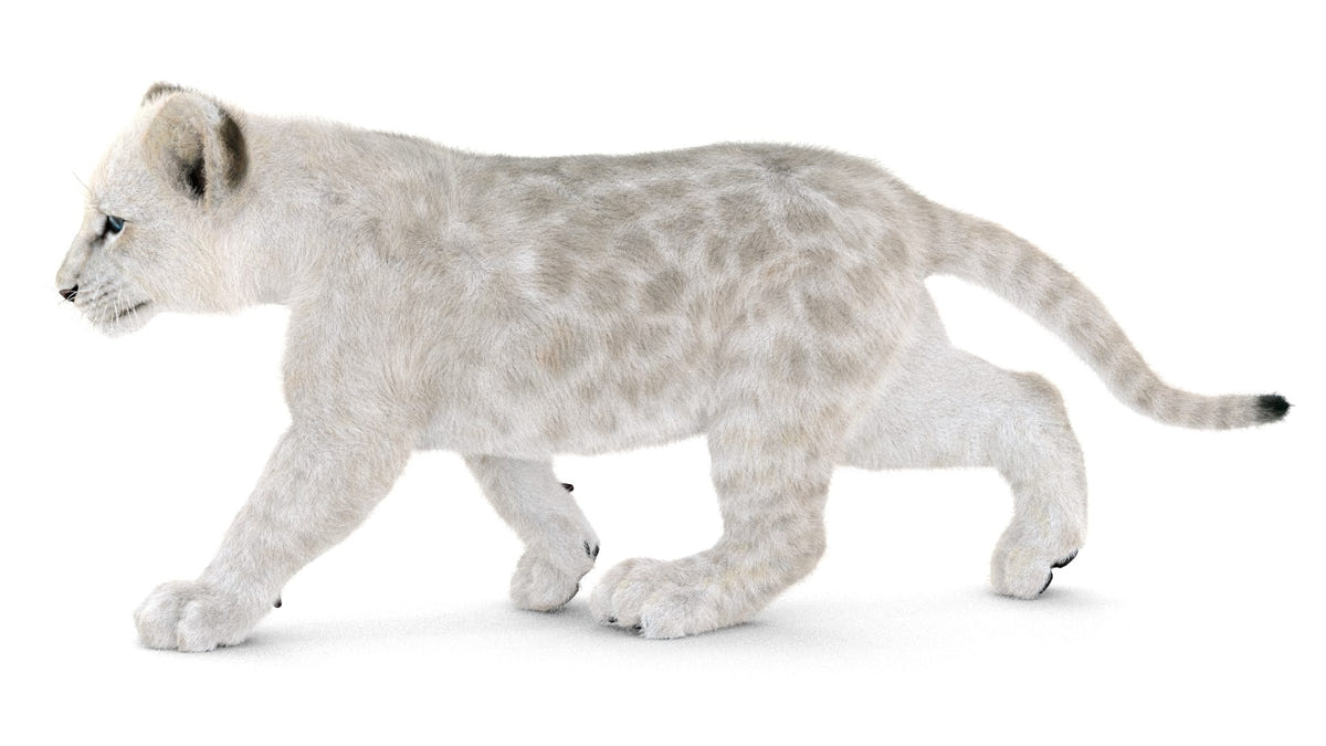 Animated White Lion Cub 3D Model with Fur
