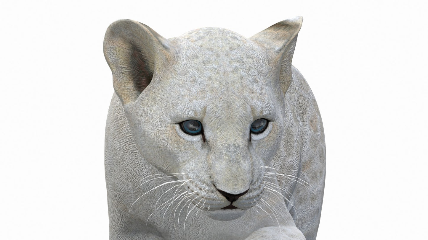 Animated White Lion Cub 3D Model