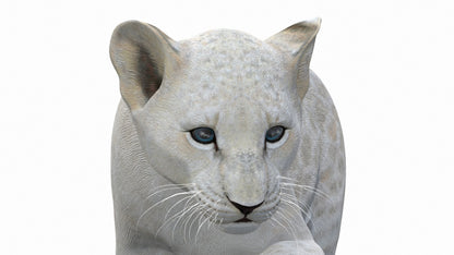 Animated White Lion Cub 3D Model
