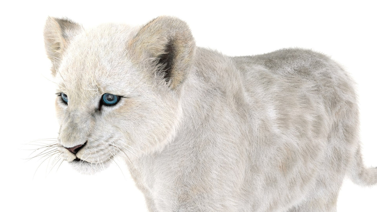 Animated White Lion Cub 3D Model with Fur