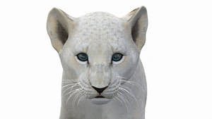 Animated Lion Cub 3D Model Bundle – Natural & White Thumbnail