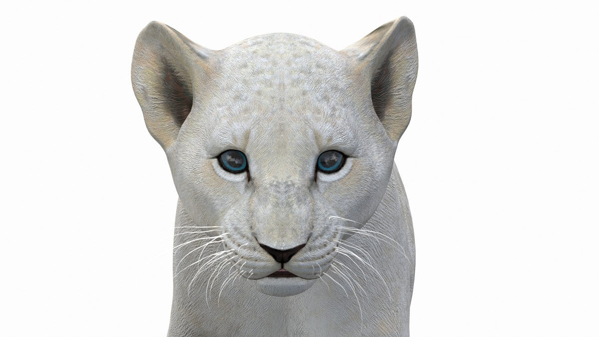Animated White Lion Cub 3D Model for Download