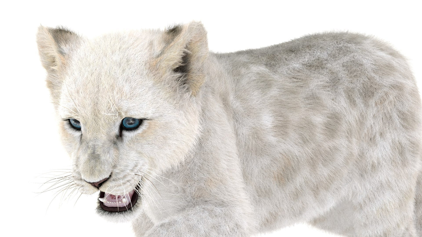 Animated White Fur Lion Cub 3D Model