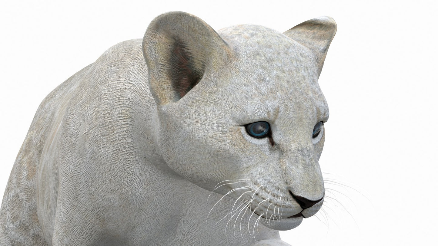 Animated White Lion Cub 3D Model