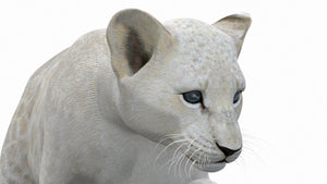 Animated White Lion Cub 3D Model for Download Thumbnail