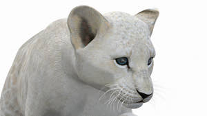Animated Lion Cub 3D Model Bundle – Natural & White Thumbnail