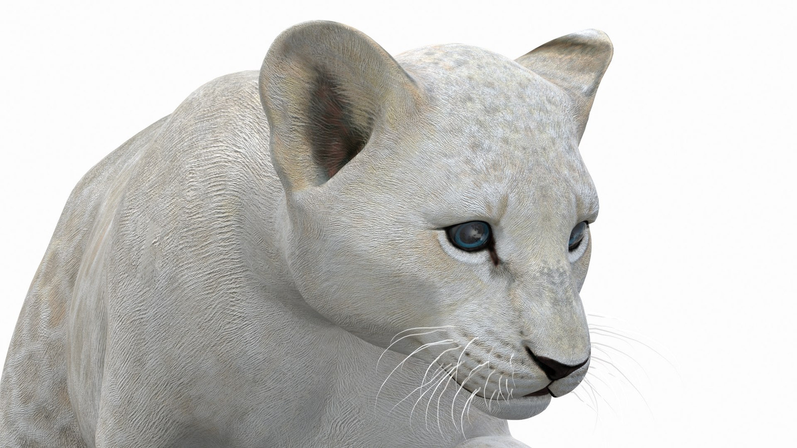 Animated Lion Cub 3D Model Bundle – Natural & White