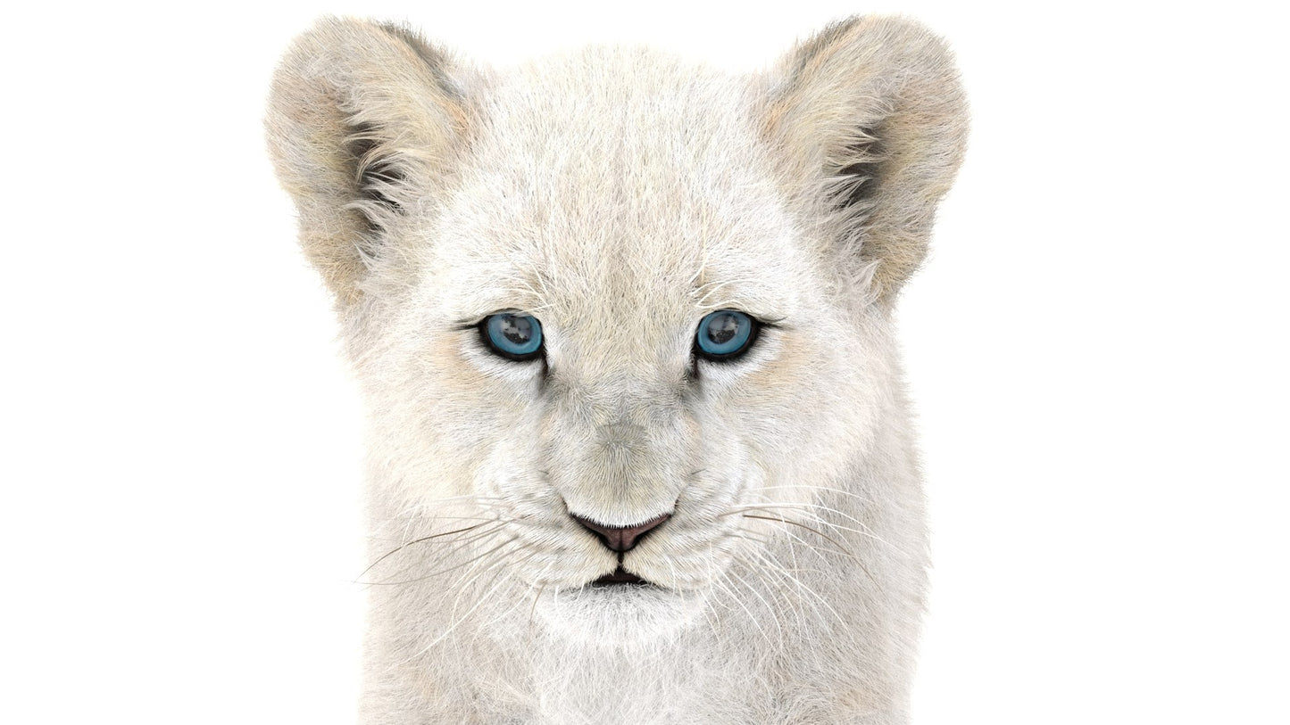 Animated White Fur Lion Cub 3D Model