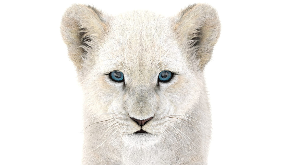 Animated Lion Cub 3D Models - Ornatrix / Hair and Fur | White and Natural Colors