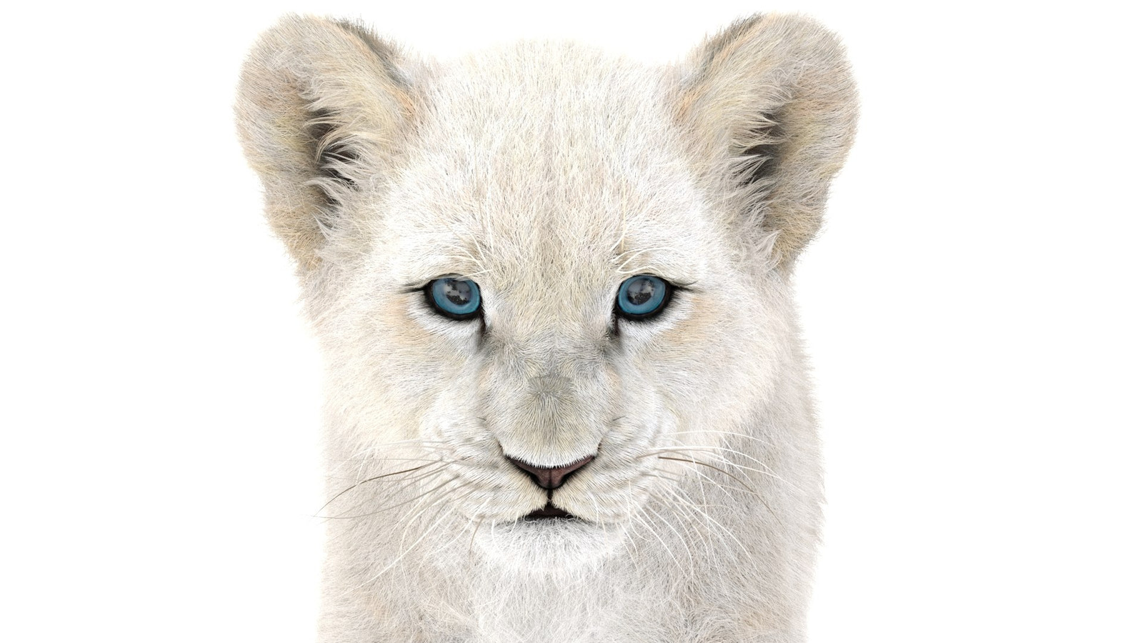 Animated Lion Cub 3D Models Fur | White and Natural Colors