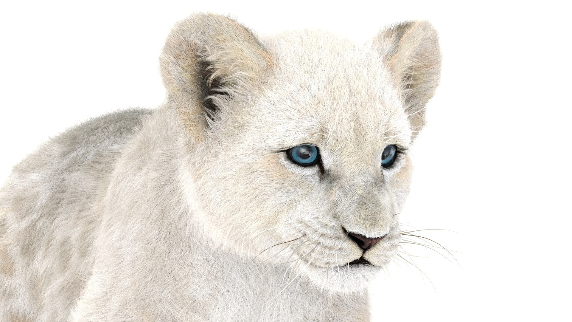 Animated White Lion Cub 3D Model with Fur
