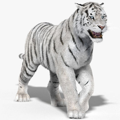 Animated White Siberian Tiger 3D Model Fur
