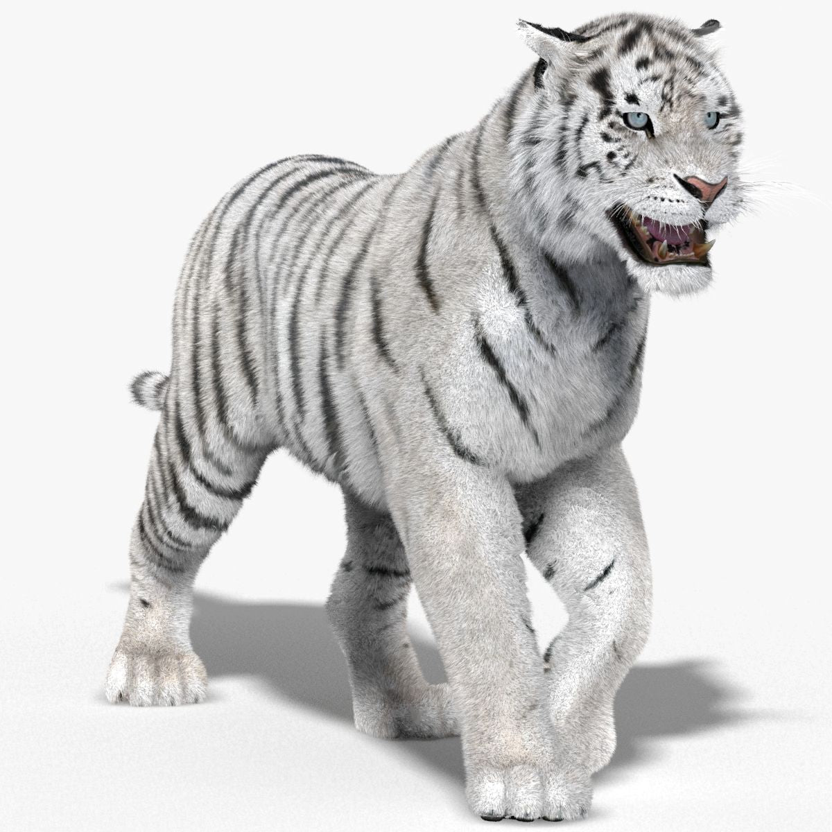 Animated White Siberian Tiger 3D Model with Fur
