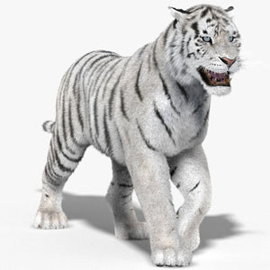 Animated White Siberian Tiger 3D Model with Fur Thumbnail