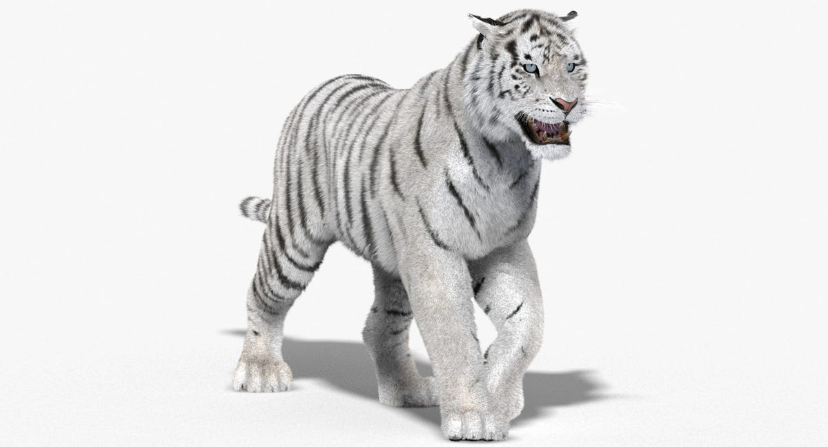 Animated White Siberian Tiger 3D Model with Fur