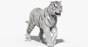 Animated White Siberian Tiger 3D Model with Fur Thumbnail