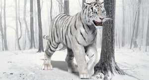 Animated White Siberian Tiger 3D Model with Fur Thumbnail