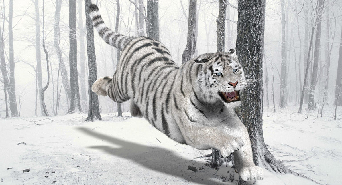 Animated White Siberian Tiger 3D Model with Fur