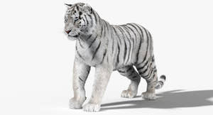 Animated White Siberian Tiger 3D Model with Fur Thumbnail