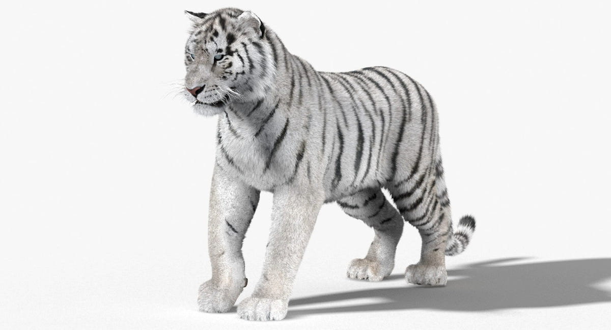 Animated White Siberian Tiger 3D Model with Fur