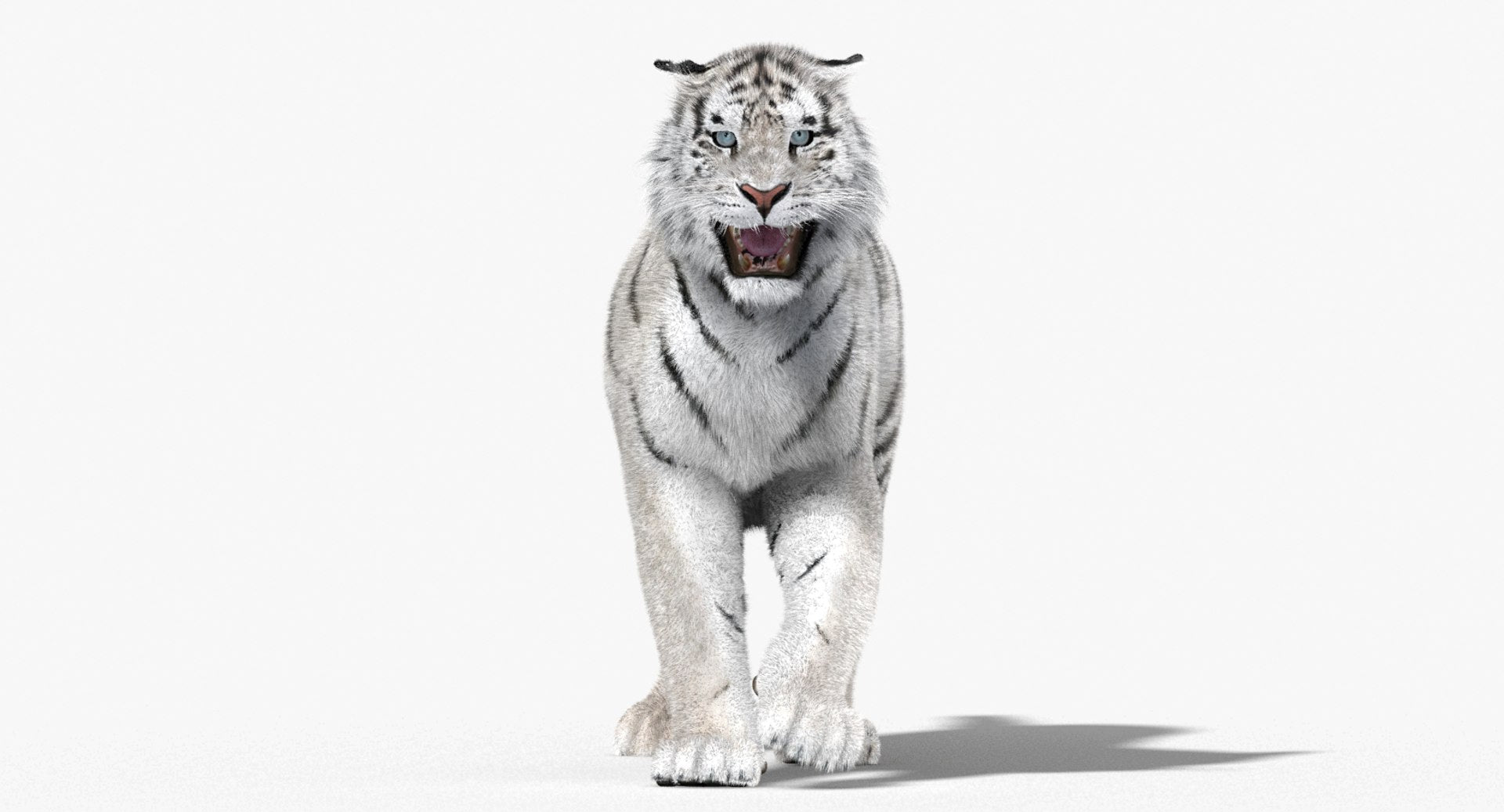 Animated White Siberian Tiger 3D Model with Fur
