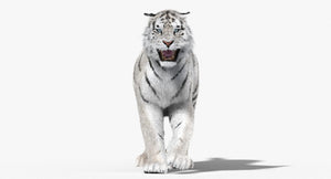 Animated White Siberian Tiger 3D Model with Fur Thumbnail