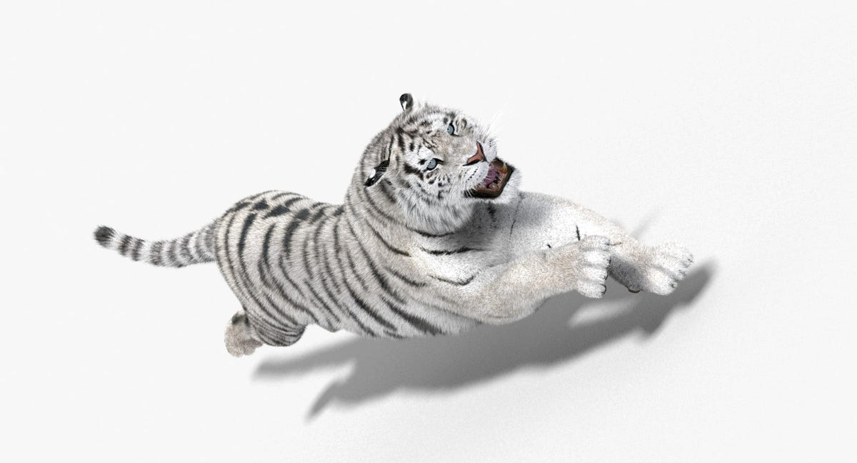 Animated White Siberian Tiger 3D Model with Fur