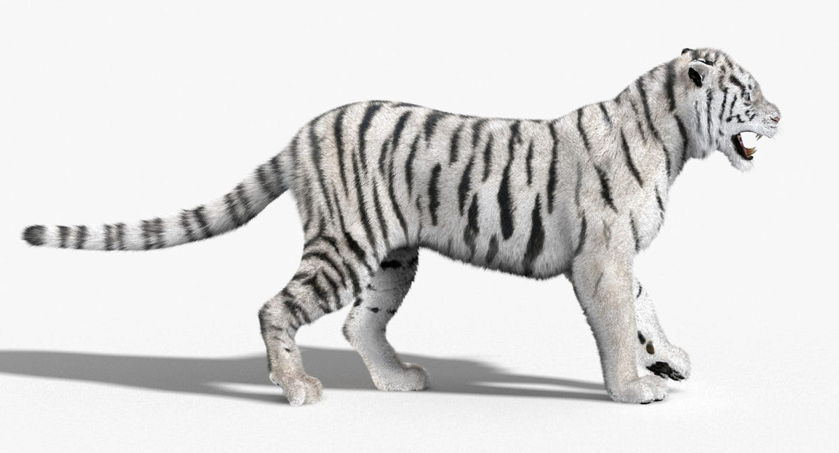 Animated White Siberian Tiger 3D Model with Fur