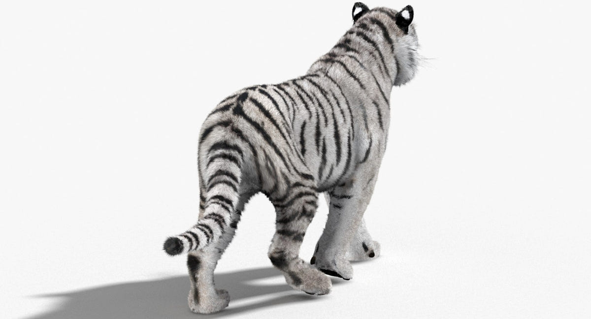 Animated White Siberian Tiger 3D Model - Hair and Fur, Detailed Mouth