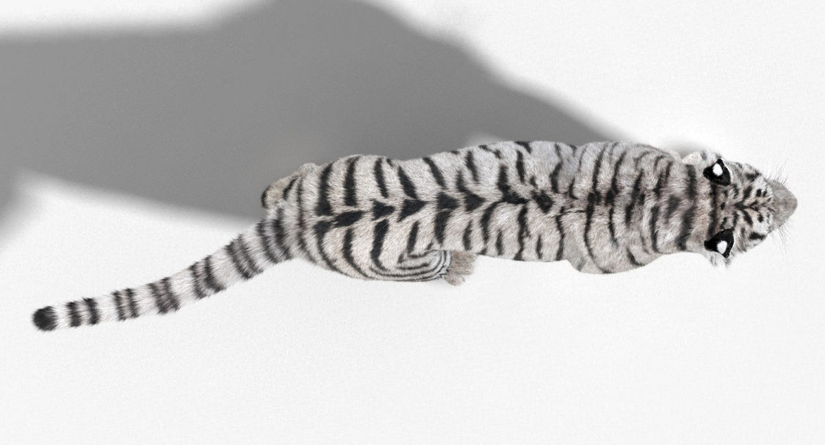 Animated White Siberian Tiger 3D Model - Hair and Fur, Detailed Mouth
