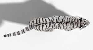 Animated White Siberian Tiger 3D Model Fur Thumbnail