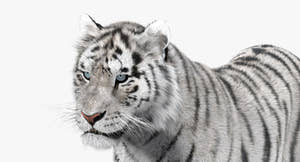 Animated White Siberian Tiger 3D Model Fur Thumbnail