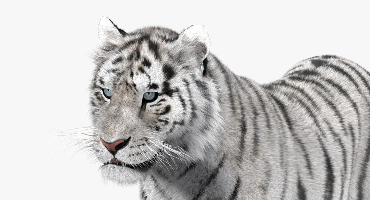Animated White Siberian Tiger 3D Model - Hair and Fur, Detailed Mouth