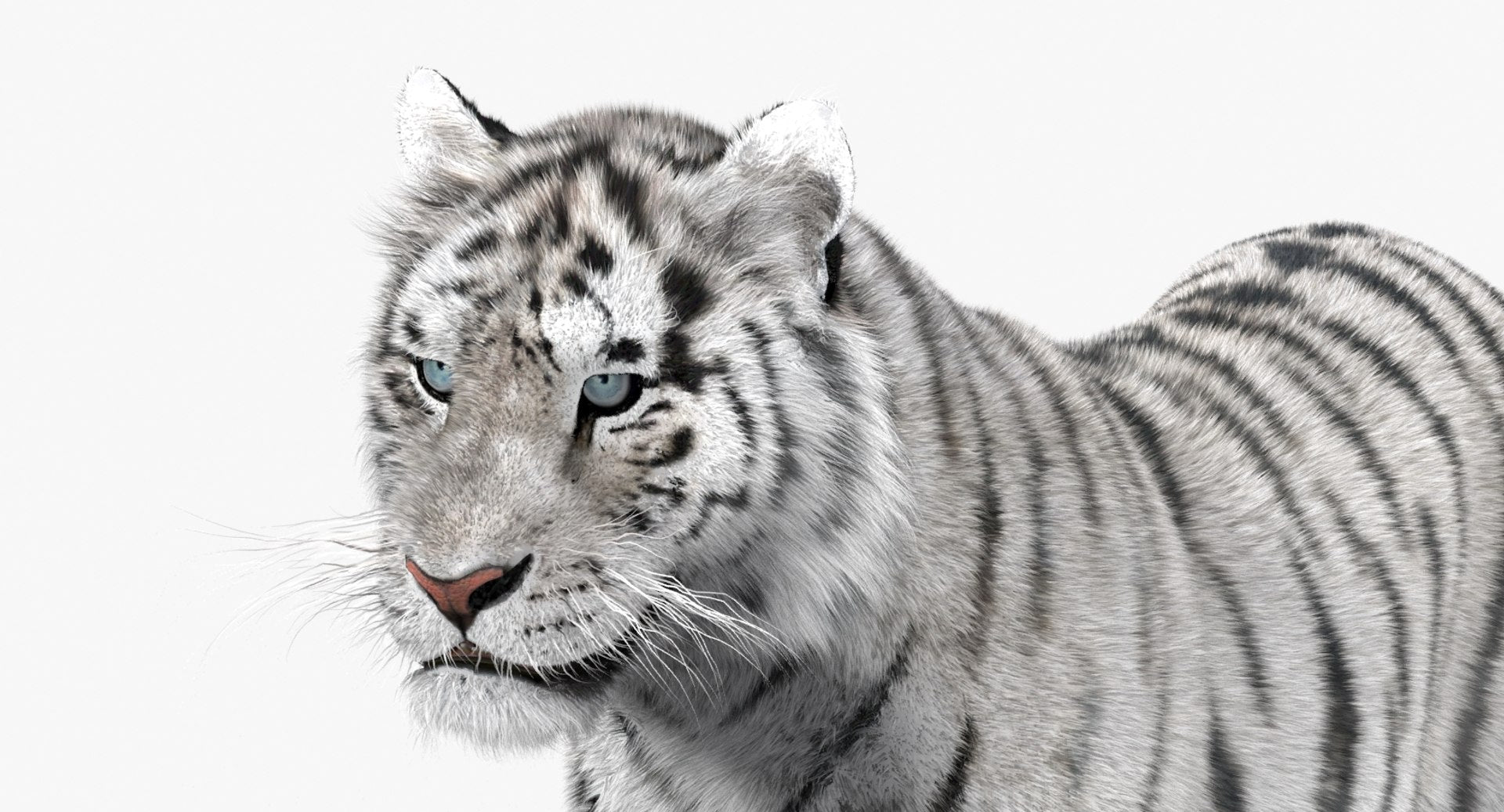 Animated White Siberian Tiger 3D Model Fur