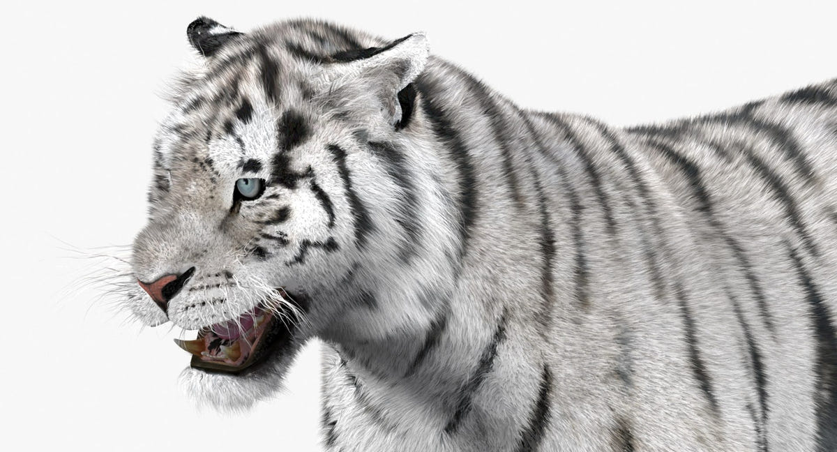 Animated White Siberian Tiger 3D Model - Hair and Fur, Detailed Mouth