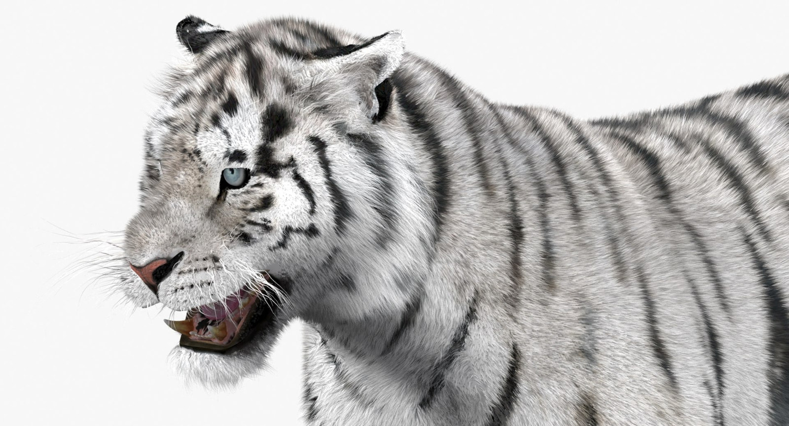 Animated White Siberian Tiger 3D Model Fur