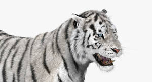 Animated White Siberian Tiger 3D Model Fur Thumbnail