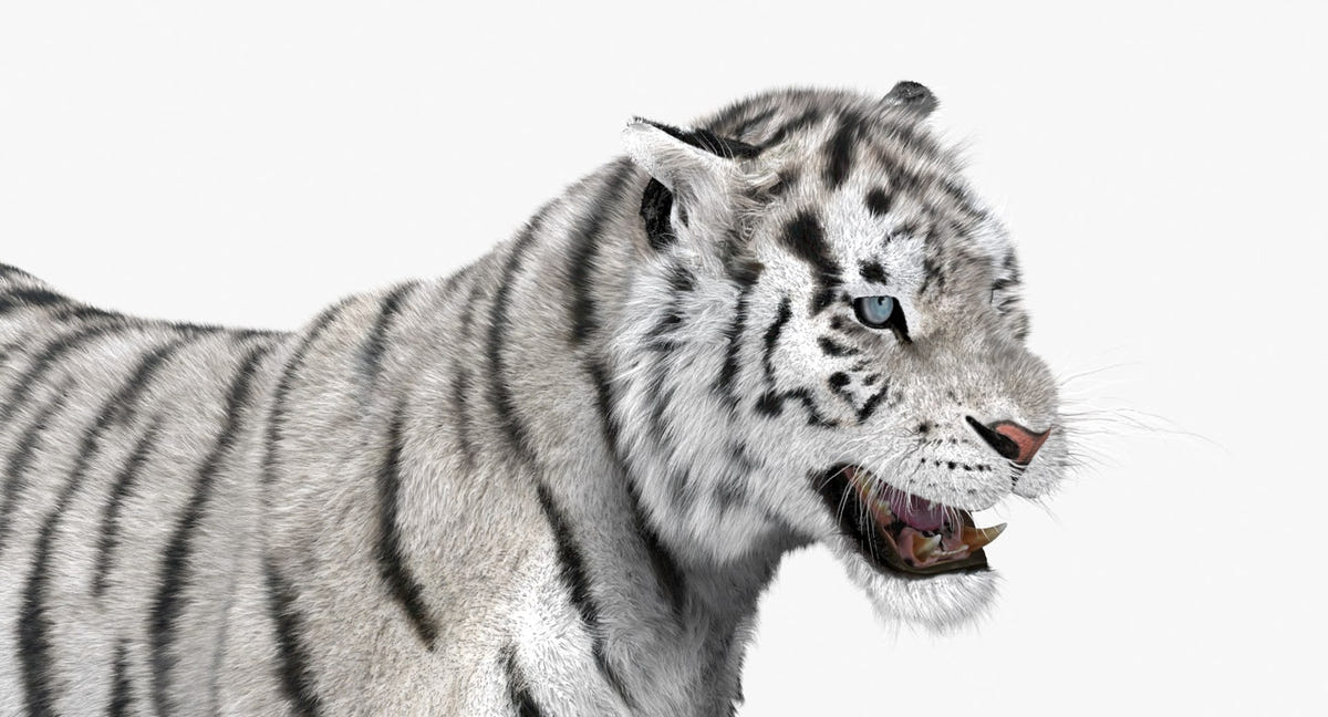 Animated White Siberian Tiger 3D Model - Hair and Fur, Detailed Mouth