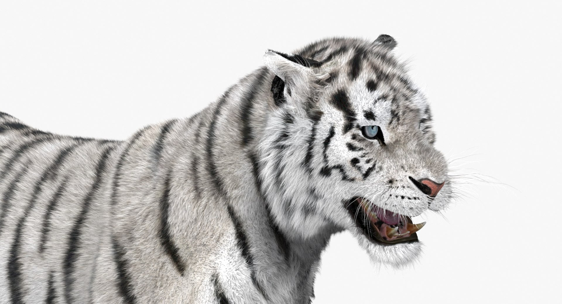 Animated White Siberian Tiger 3D Model Fur