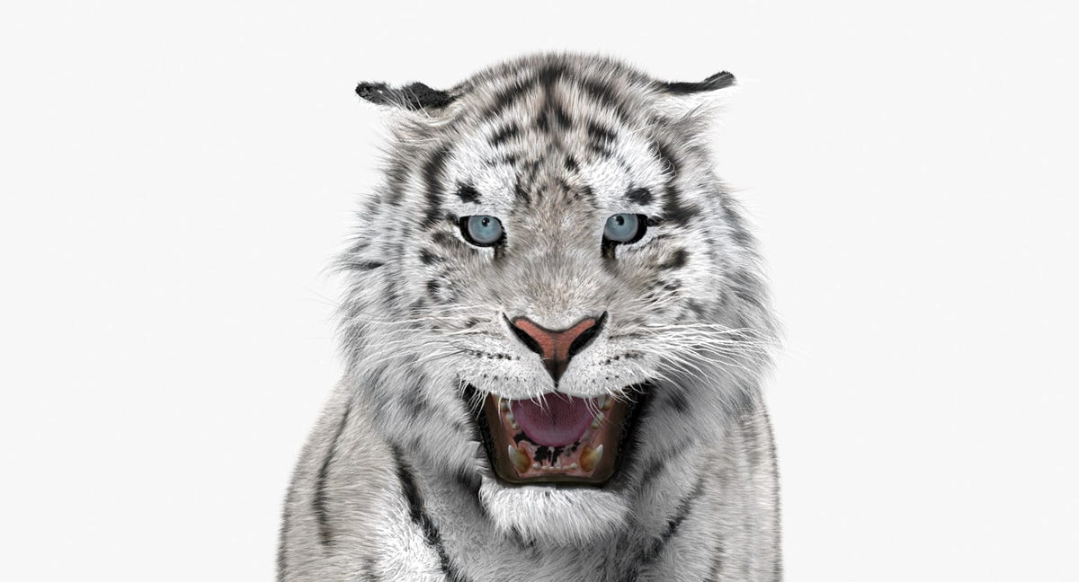 Animated White Siberian Tiger 3D Model - Hair and Fur, Detailed Mouth