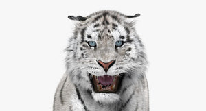 Animated White Siberian Tiger 3D Model Fur Thumbnail