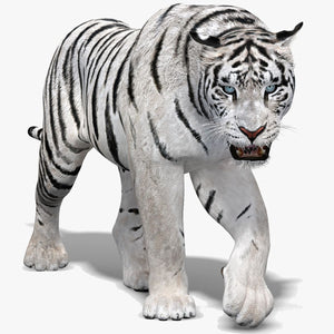 Animated White Tiger 3D Model Thumbnail