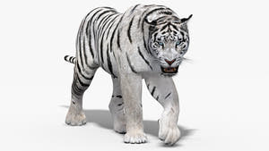 Siberian white tiger 3D model side view, walk cycle Thumbnail