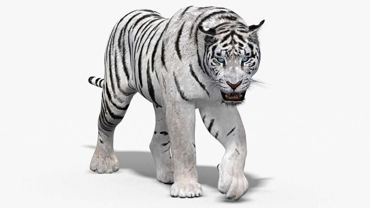 Siberian white tiger 3D model side view, walk cycle