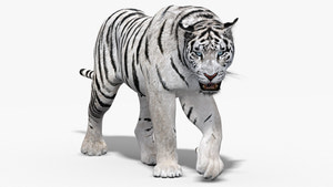 Animated White Tiger 3D Model Thumbnail