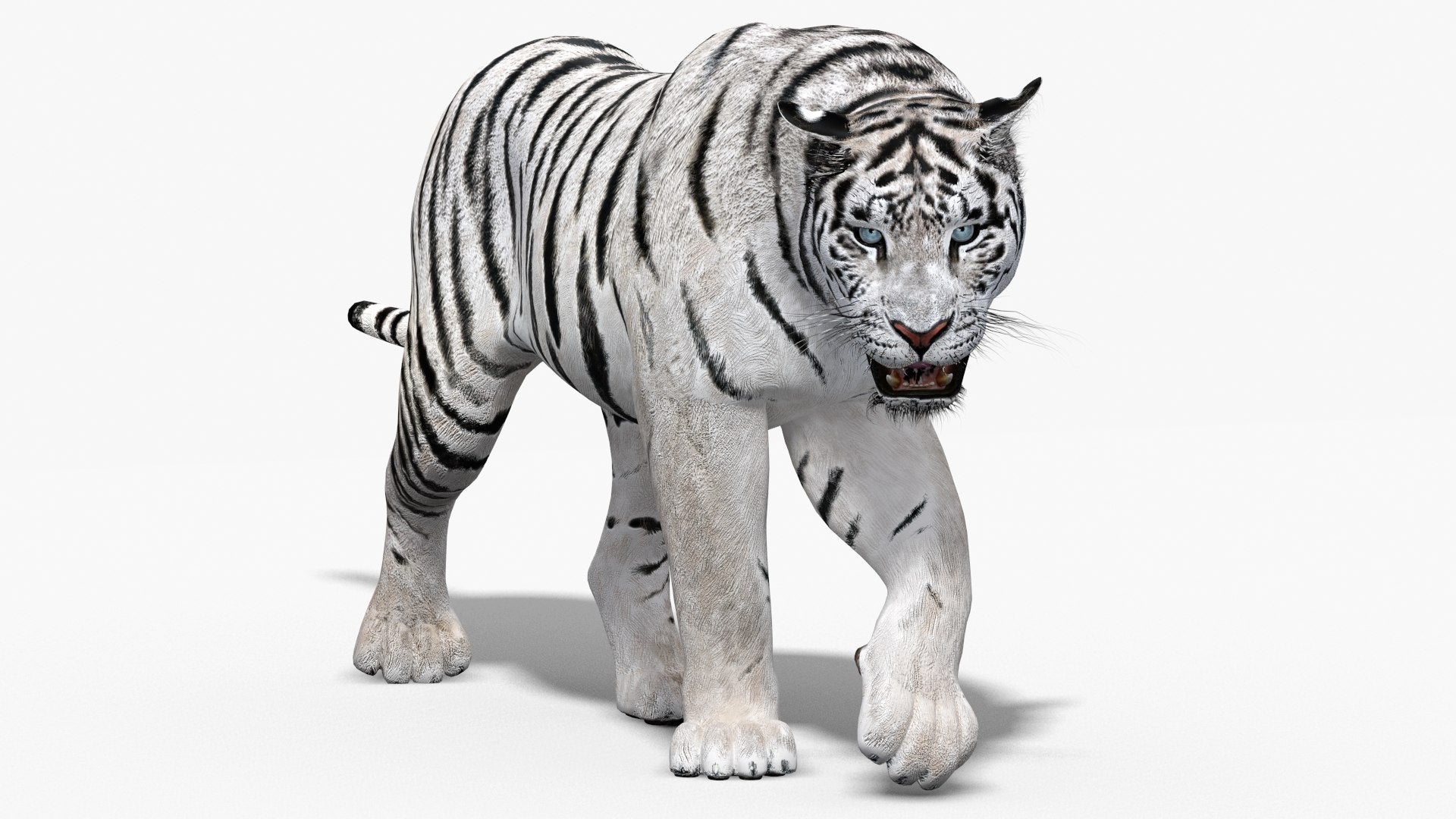 Animated White Tiger 3D Model