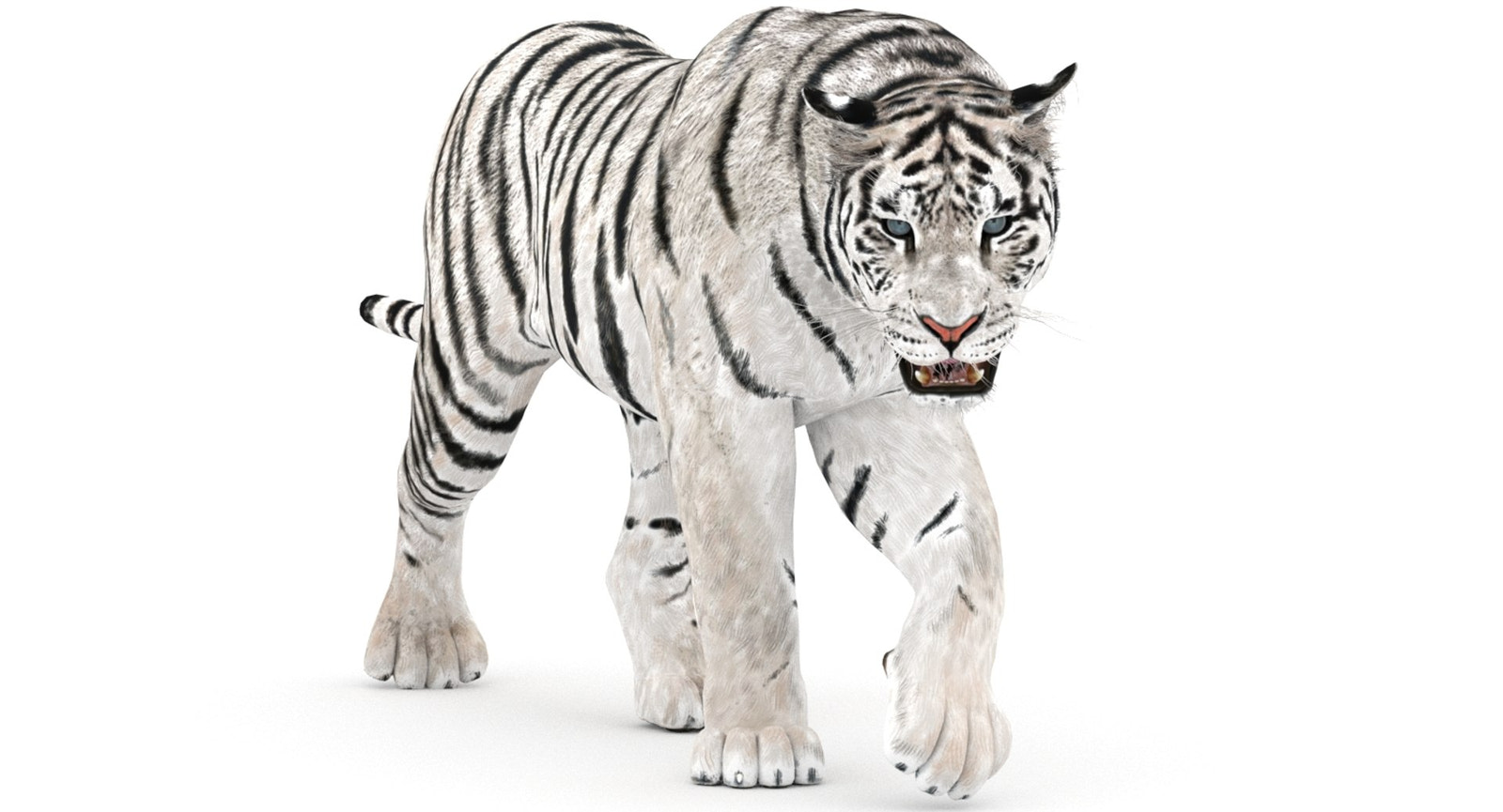 Animated white tiger 3D model