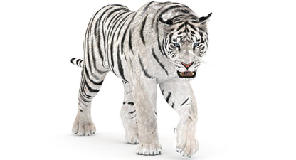 White Tiger 3D Model Animated