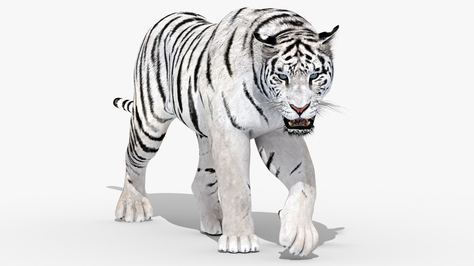 Animated white tiger 3D model