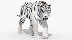 Animated white tiger 3D model Thumbnail